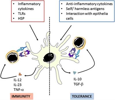 Tolerogenic Dendritic Cells as a Promising Antigen-Specific Therapy in the Treatment of Multiple Sclerosis and Neuromyelitis Optica From Preclinical to Clinical Trials